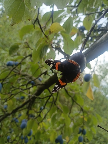 Red Admiral