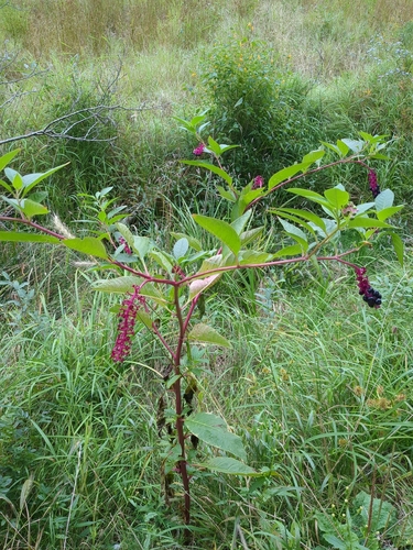 American pokeweed
