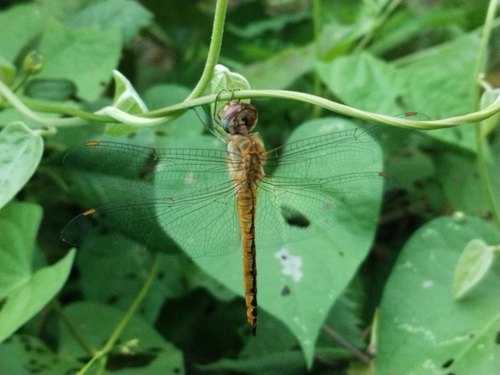 Wandering Glider