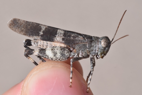 Balkan Band-winged Grasshopper