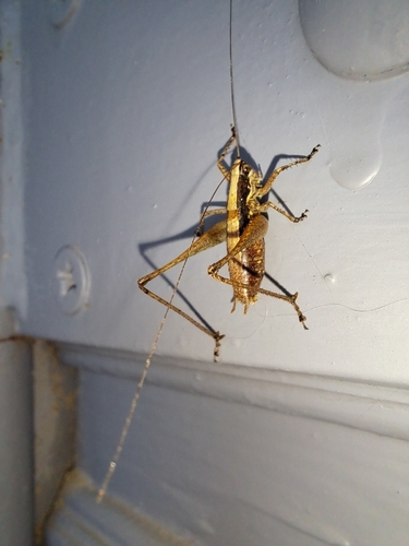 Raymond's Bush-cricket