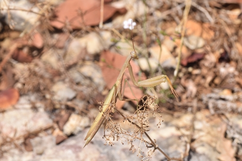European Mantis