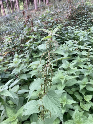 great stinging nettle
