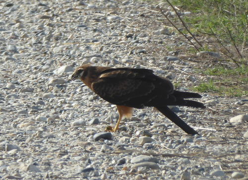 Montagu's Harrier