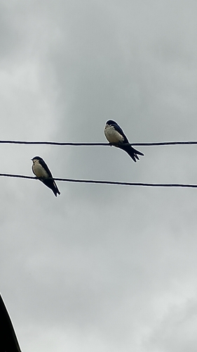 Blue-and-white Swallow
