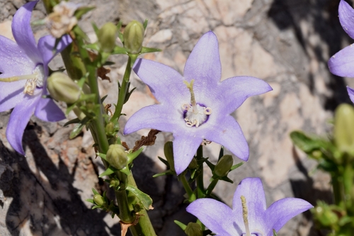Chimney Bellflower