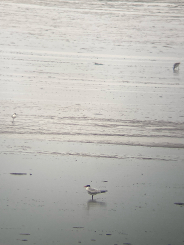 Caspian Tern