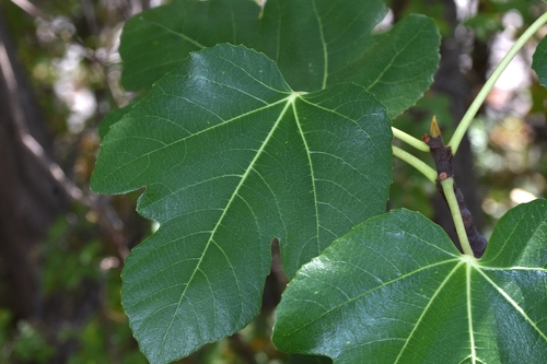 common fig