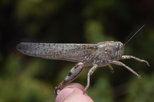Egyptian Bird Grasshopper