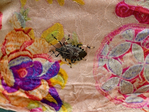 Yellow-spotted Stink Bug