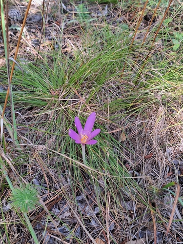 Autumn Crocus
