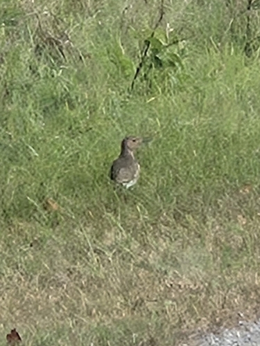 Northern Flicker