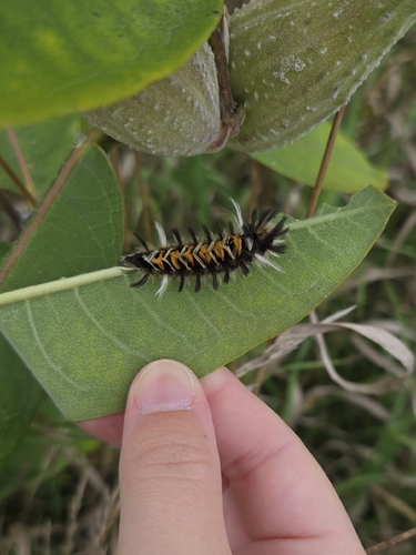Milkweed Tussock Moth