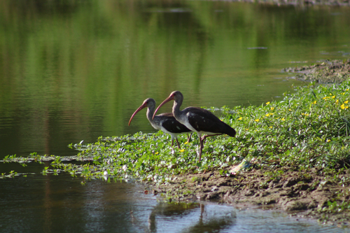 White Ibis
