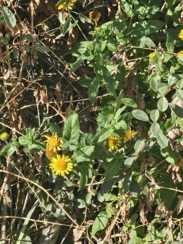 Common Fleabane