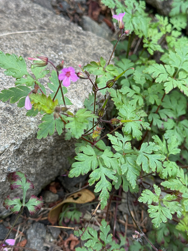 Herb Robert