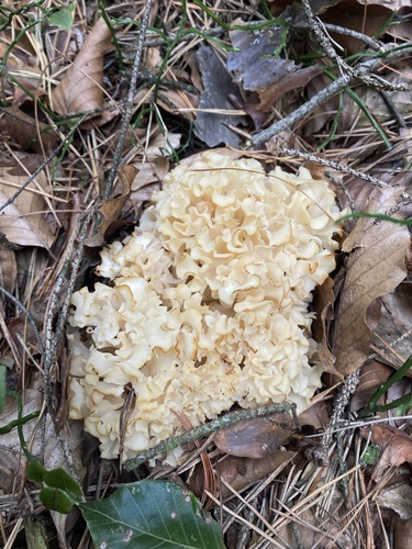 Cauliflower Fungus