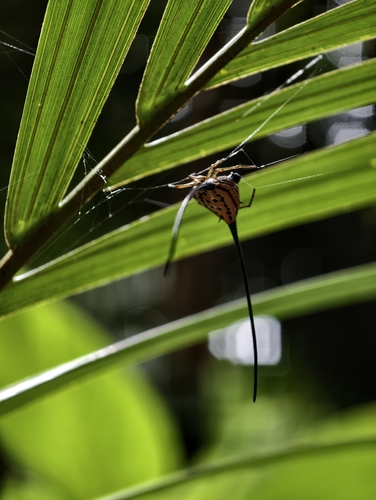 Long-horned Orbweaver