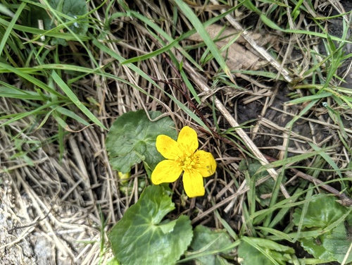 marsh marigold