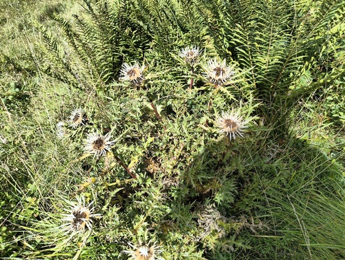 Silver Thistle