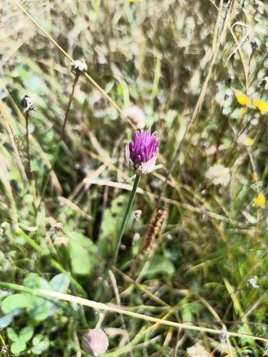 Chives