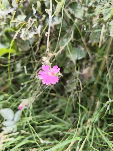 red campion