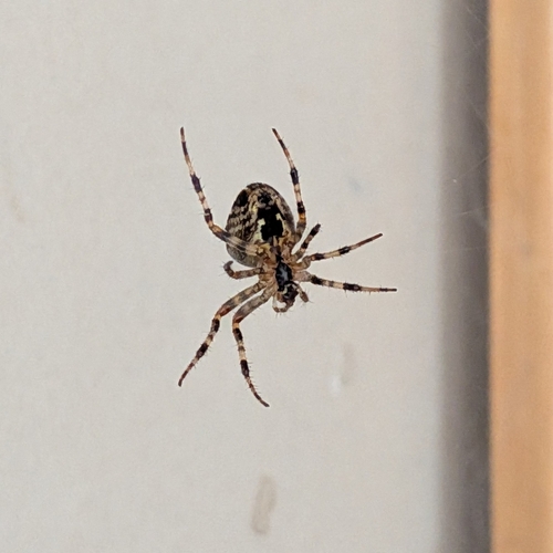 Cross Orbweaver