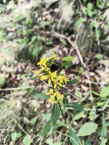 European goldenrod