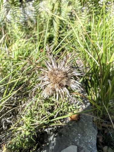 Silver Thistle