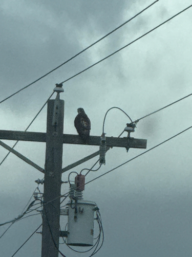 Red-tailed Hawk