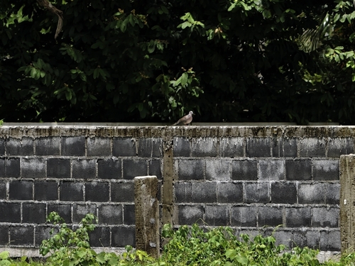 Spotted Dove