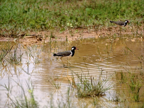 Red-wattled Lapwing