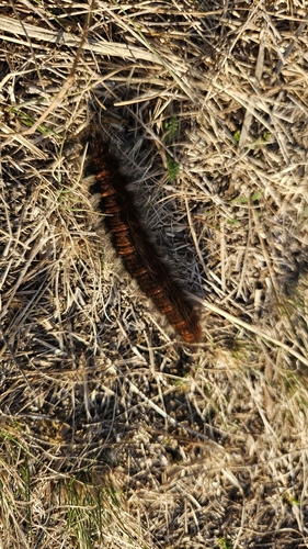 Fox Moth
