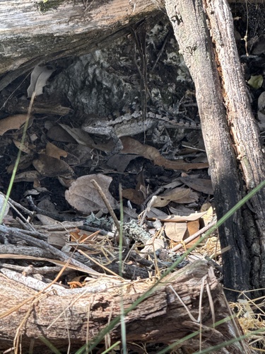 Texas Spiny Lizard