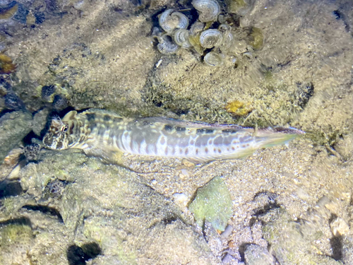 Dussumier's Rockskipper