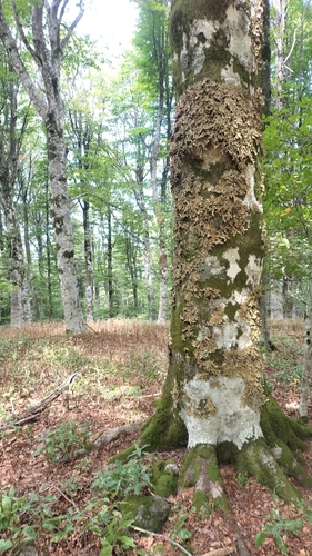 Tree Lungwort