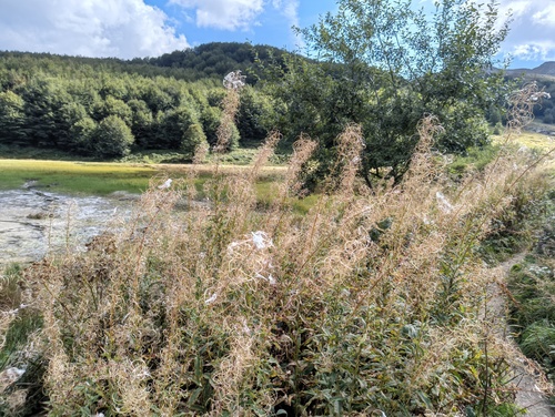 fireweed