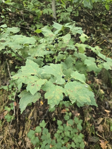 mapleleaf viburnum