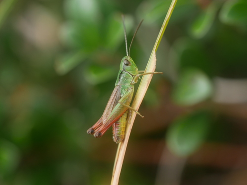 Alpine Grasshopper