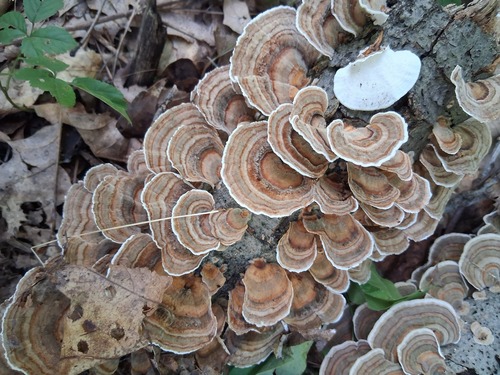 turkey-tail