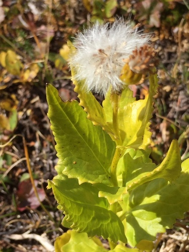 Arrowleaf Senecio