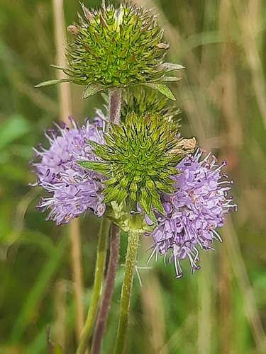Devil's-bit Scabious