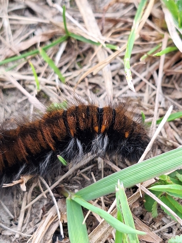 Fox Moth