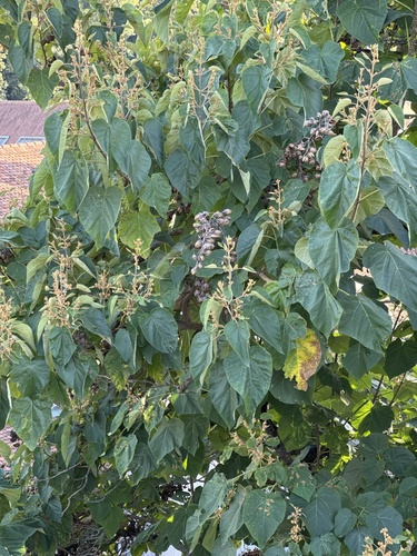 princess tree