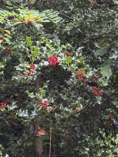 European holly