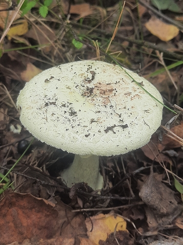 False Death-cap