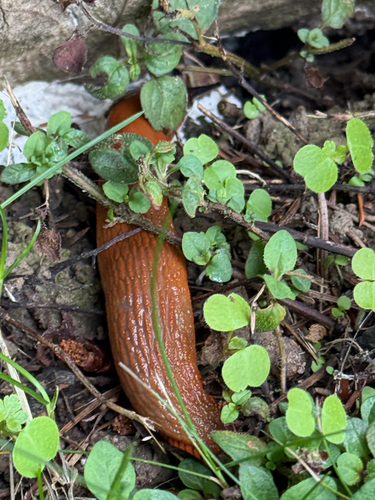 Black Slug
