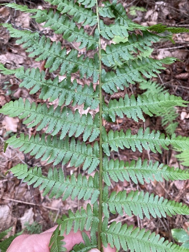 male fern