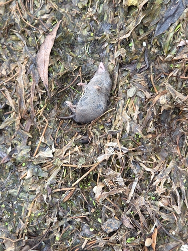 Northern Short-tailed Shrew