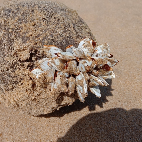Goose Barnacle
